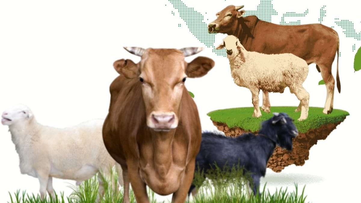 Pendaftaran hewan qurban
